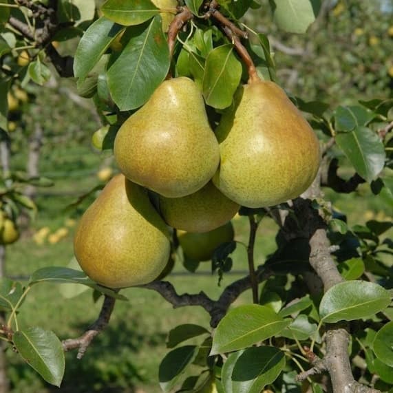 ШОНЕ ХЕЛЕН / Schone Helene
