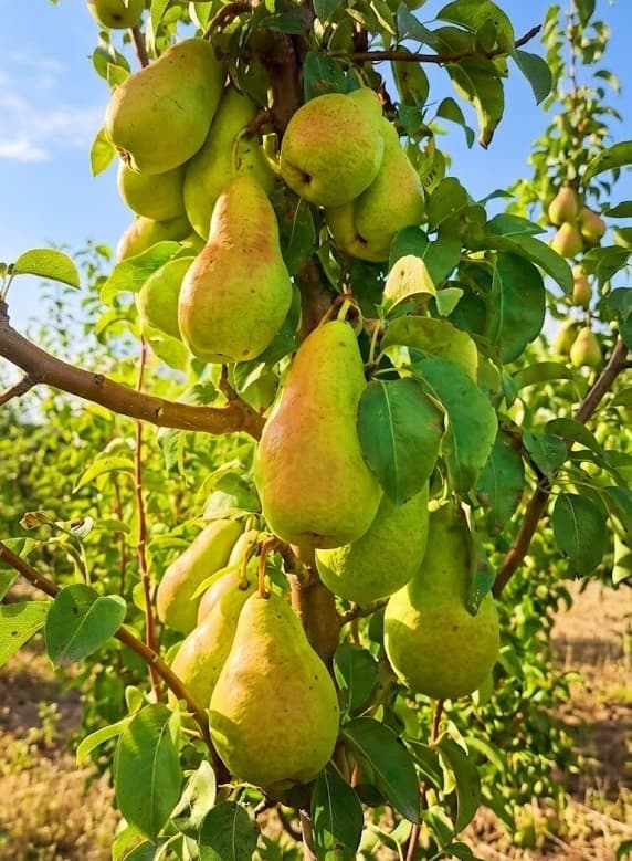 АМФОРА / Amfora