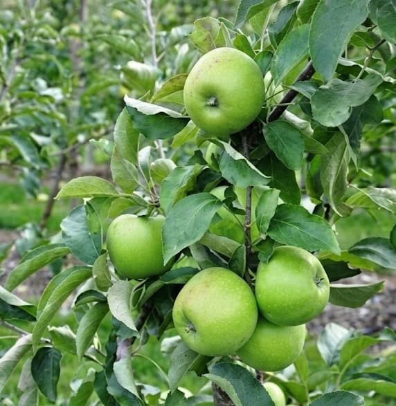 ГРЕННІ СМІТ / Granny Smith