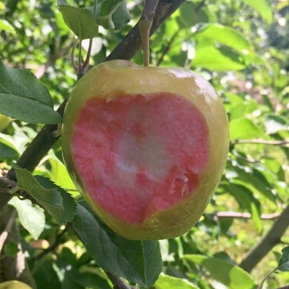 ПІНК ПЕРЛ / Pink Pearl