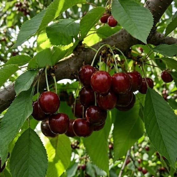 СВІТ САРЕТТА / Sweet Saretta