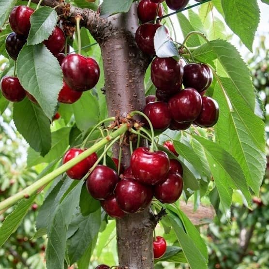 ФРІСКО / Frisko - зображення 1