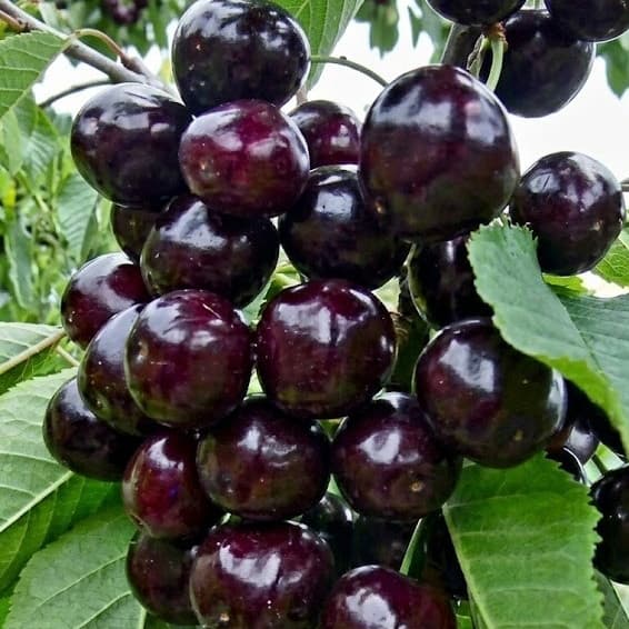 СВІТ ФРУТ ФУЛ / Sweet FruitFul - зображення 1