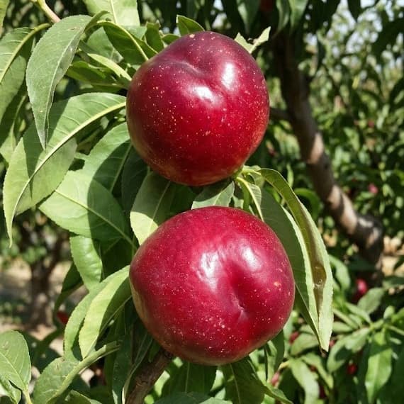 ГАРСІМА / Garcima